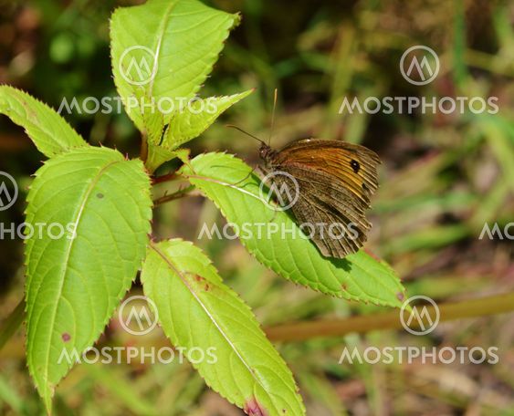 Meadow Brown Butterfly (Maniola jurtina)