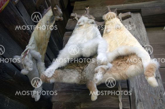 rabbit fell