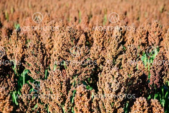 Sorghum felt