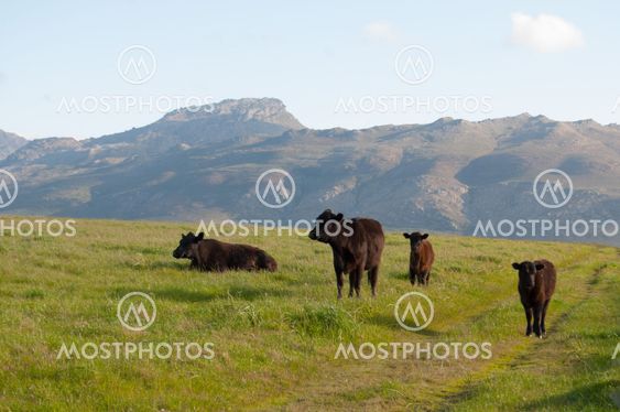 Chilling Cows