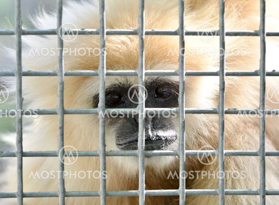 gibbon in cage