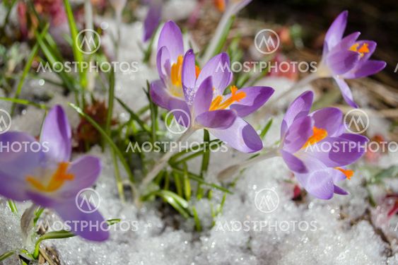 Krokus in glittering snow