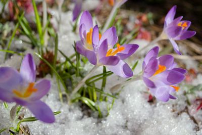 Krokus i glittrande snö