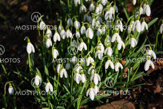 Shiny group of snowdrops
