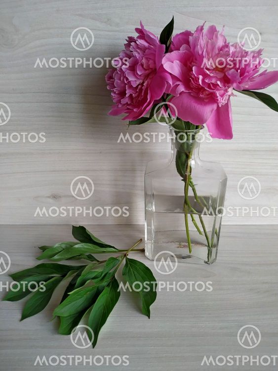 peonies standing in a transparent vase and green leaves...