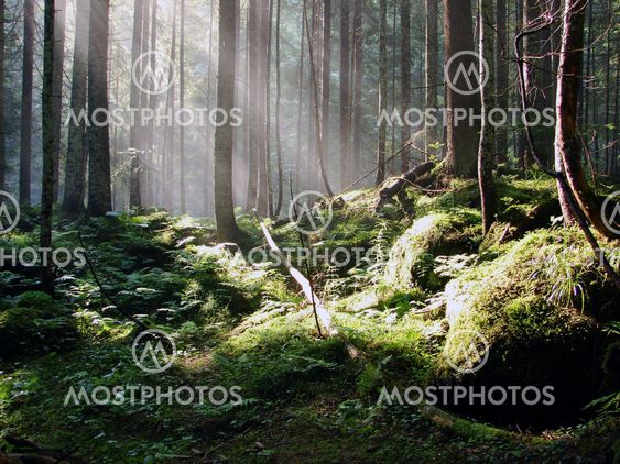 forest