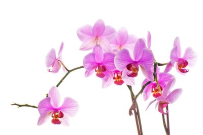 Pink orchid isolated on white background