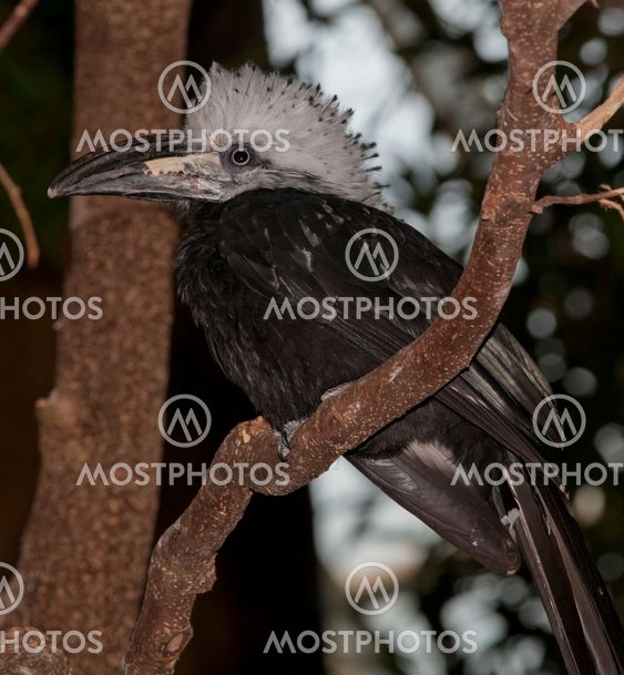 West African Long-tailed Hornbill, Tropicranus albocristatus