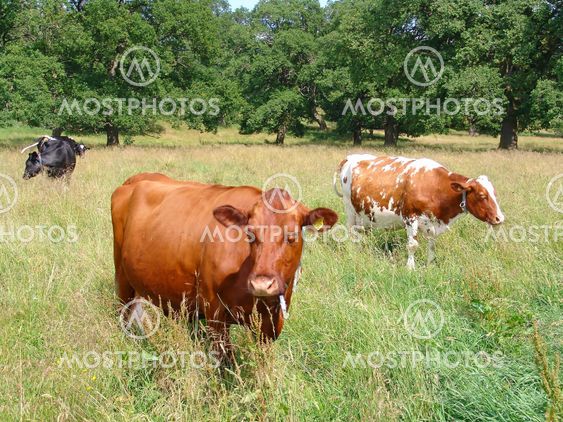 Cow