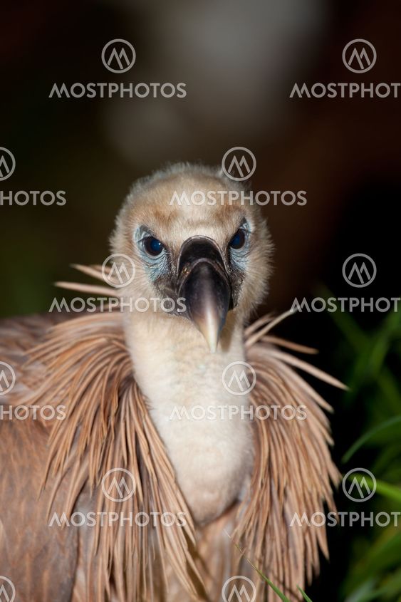 Vulture, The Merindades, Burgos, Spain