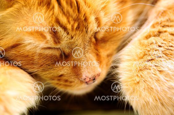 Sleeping Orange Cat