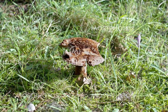 Mushroom
