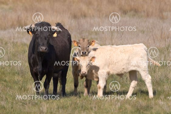 Bull with calfs