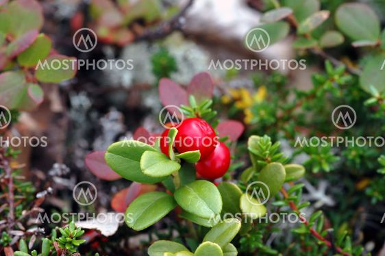 Cranberries / Tyttebær