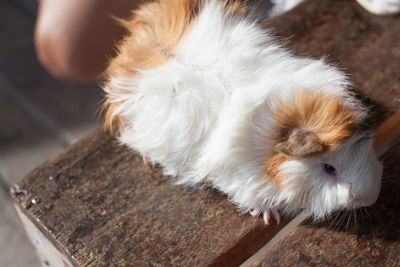selective focus on white, black, orange brown guinea pig...
