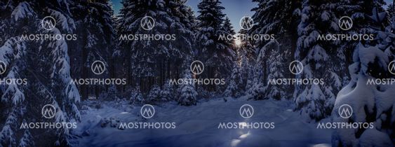 the wintry forest by night