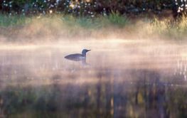 Red-throated loon in morning light on lake in a woodland