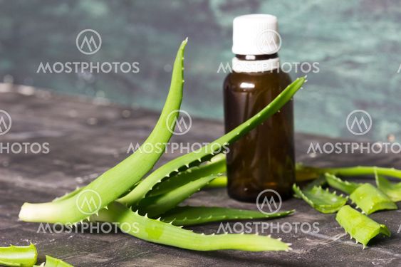 Aloe vera plant