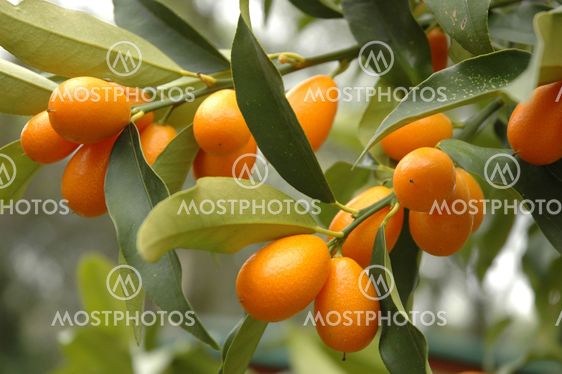 Limequat træ
