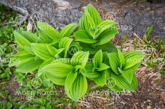 Indian Hellebore on Mt. Rainier