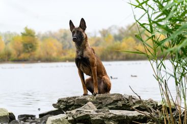 Belgian Malinois sitting on rocks near a lake.