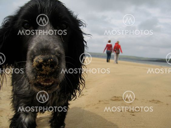 Puppy with a sandy nose