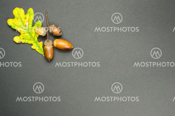 Fall decoration at dark background