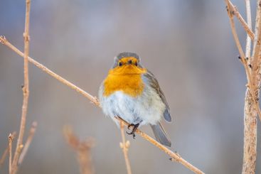Cute bird the European Robin, Erithacus rubecula....