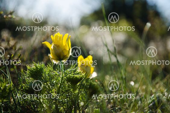 Pheasants eye flowers