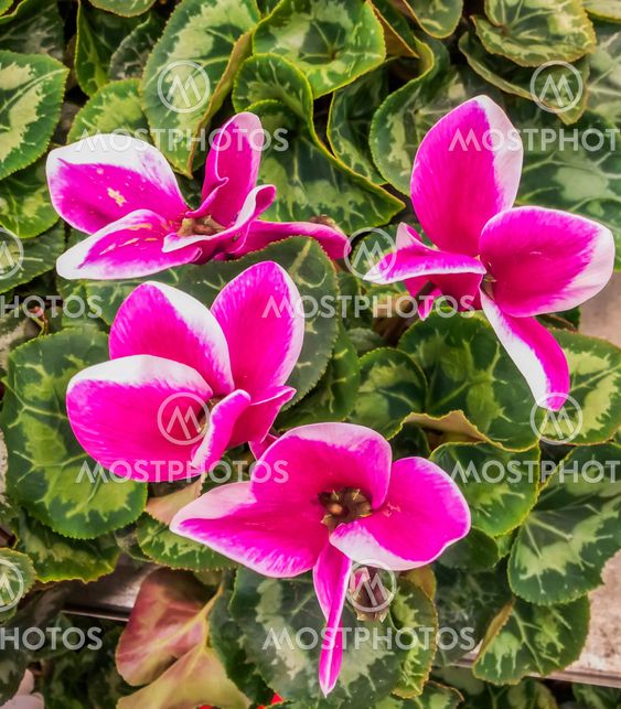 Cyclamen