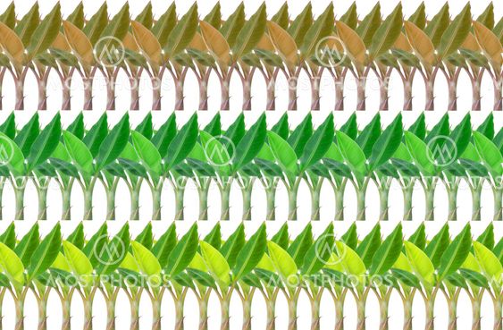 leaf green banana background