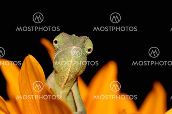 chameleon