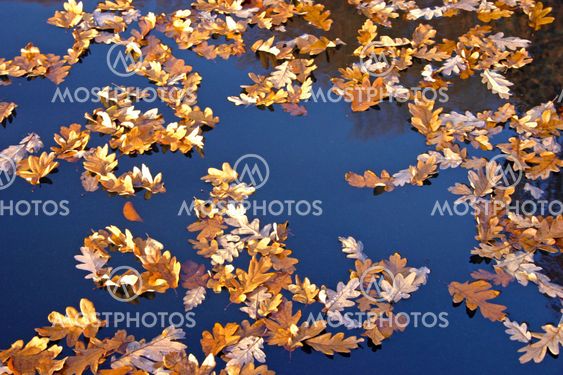 Leaves in the water