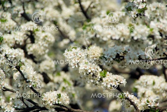 Kirschbl?te - cherry blossom 34
