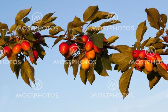 colorful crab apples