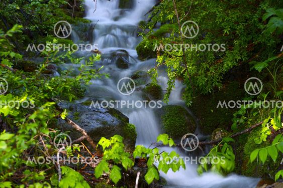 Forest Closeup