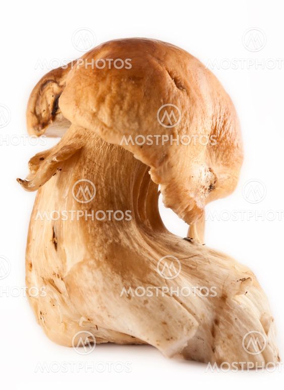 Suuri Mushroom