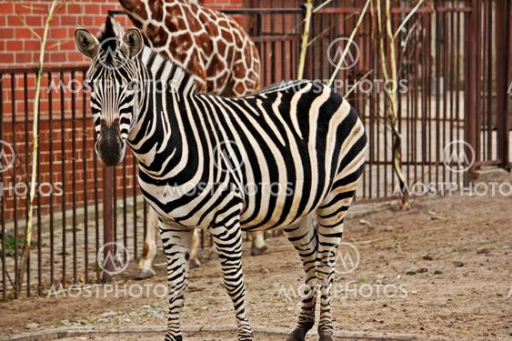 Zebra in zoo