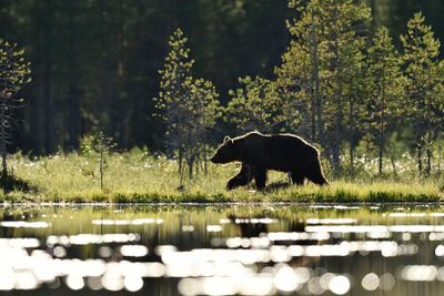 Brown bear walking in bog at summer daylight