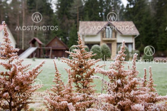 Dry autumn flowers in garden and country house with...