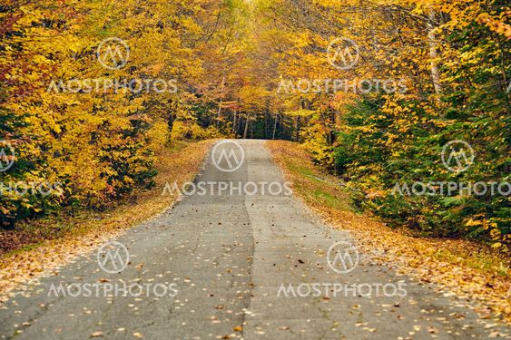 Autumn road in Maine