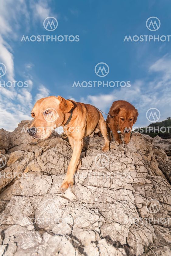 pet animals, dogs