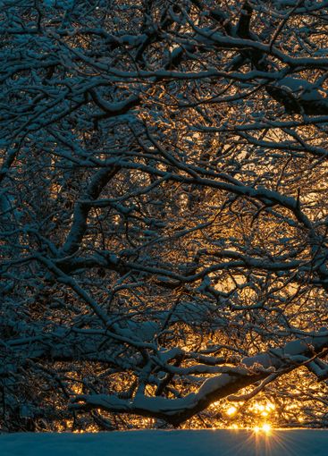 Sunset casts a warm glow through snow-covered branches...