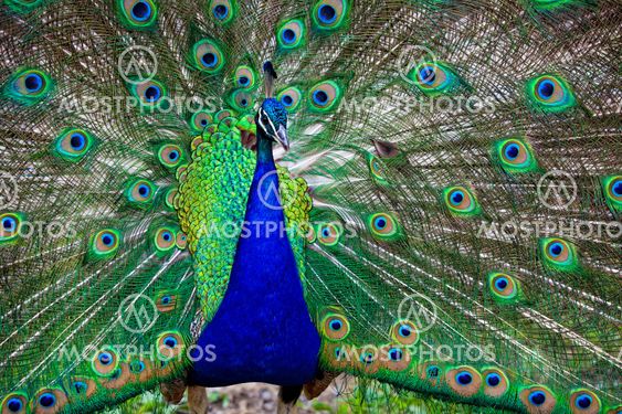 Beautiful peacock