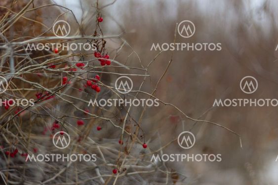 Red berries hang on the bare branches of a bush in the...
