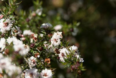 plant, flower, bloom, blossom, flowering, red, seed,...