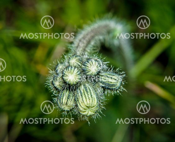 buds of plants