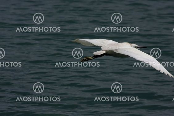 portrait of a wild seagull