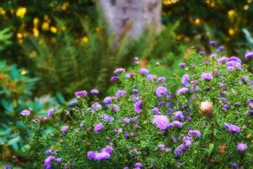 Flowers, nature and plants in garden, spring growth and...