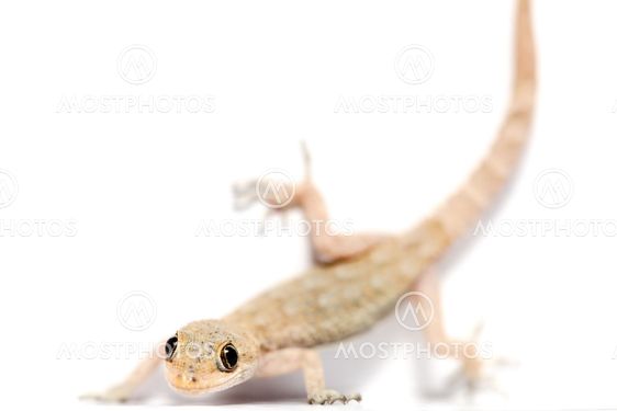 lizard
